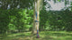 Hedge trimmer Bosch Professional GHE18V-50FP 18V
